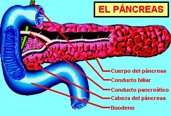 Pancreas