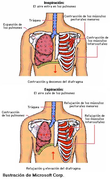 Respiracion