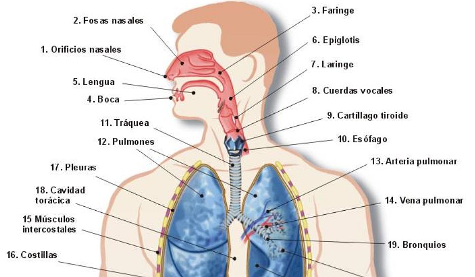 Sistema respiratorio